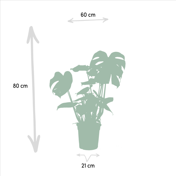 Planten trio Monstera Alocasia & Strelitzia ↨85cm-ø19cm - Afbeelding 4