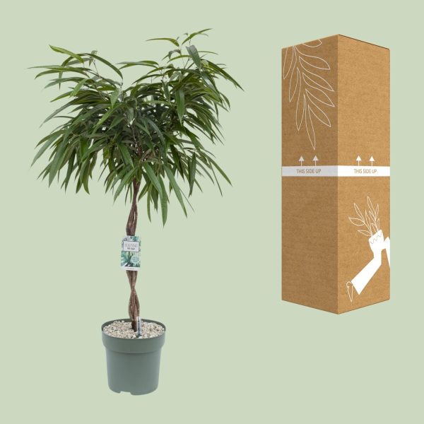 Ficus Mahori ↨120cm-ø27cm - Afbeelding 3
