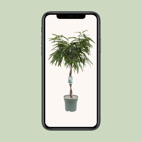 Ficus Mahori ↨120cm-ø27cm - Afbeelding 4