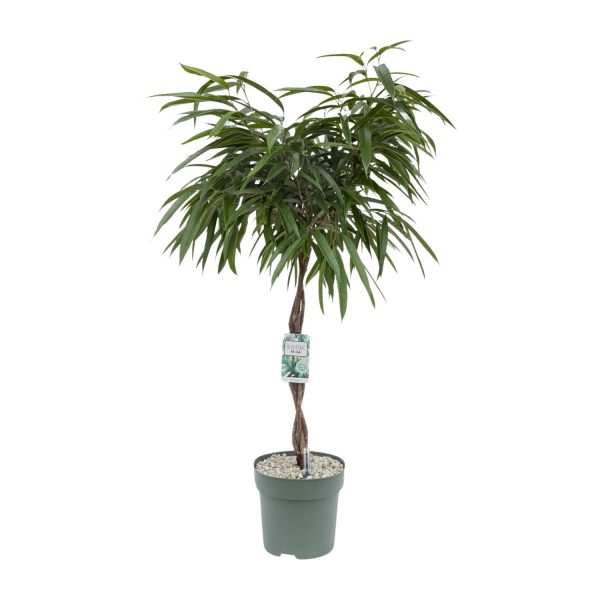 Ficus Mahori ↨120cm-ø27cm - Afbeelding 5