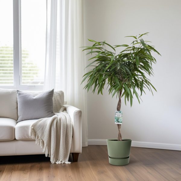 Ficus Mahori ↨120cm-ø27cm - Afbeelding 6