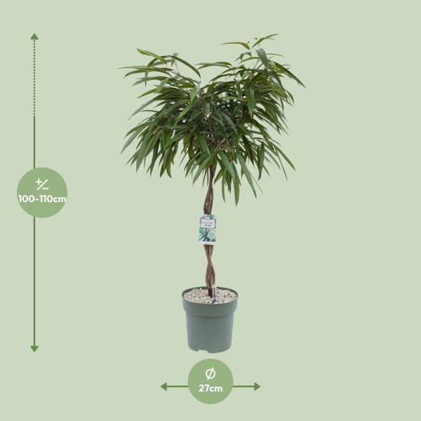 Ficus Mahori ↨120cm-ø27cm - Afbeelding 7