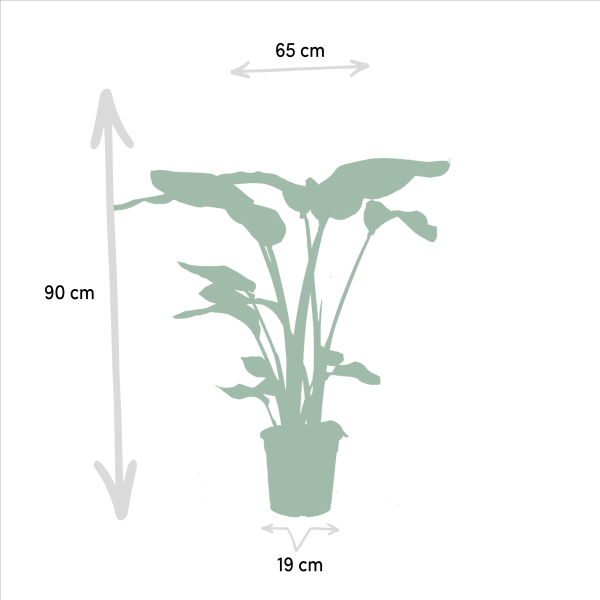 Planten trio Monstera Alocasia & Strelitzia ↨85cm-ø19cm - Afbeelding 5