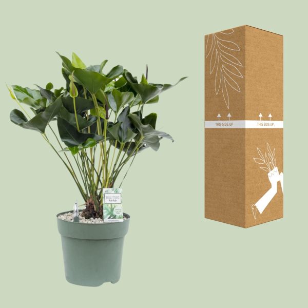 Anthurium Arrow - Ø30cm - ↕80cm - Afbeelding 3