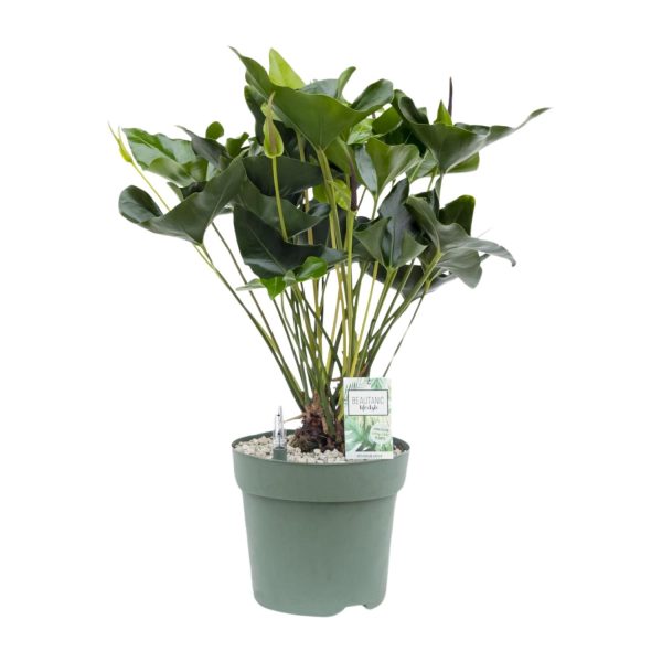 Anthurium Arrow - Ø30cm - ↕80cm - Afbeelding 5
