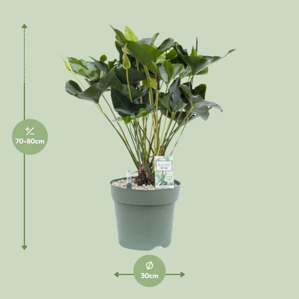 Anthurium Arrow - Ø30cm - ↕80cm - Afbeelding 7