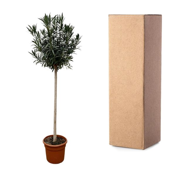 Pittosporum op stam met weelderige donkergroene bladeren