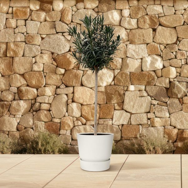 Elegant olijfboompje op stam in witte pot met smalle glanzende bladeren