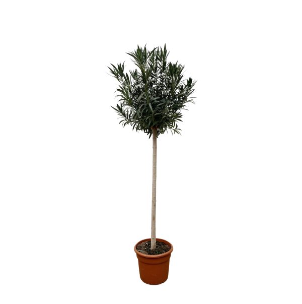 Podocarpus (Japanse yew) standaard met donkergroene lancevormige bladeren
