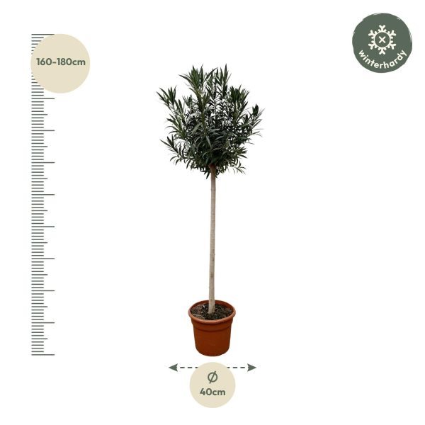 Standaardvorm Podocarpus macrophyllus in pot, elegant gesnoeid en winterhard