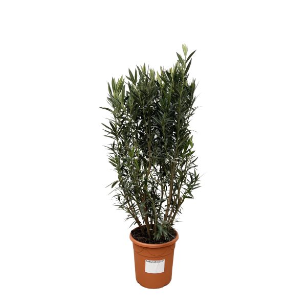 Podocarpus macrophyllus kamerplant met sierlijke, smalle groene bladeren in pot