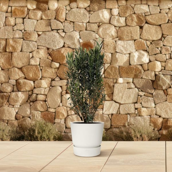 Donkergroene oleander in strakke witte pot