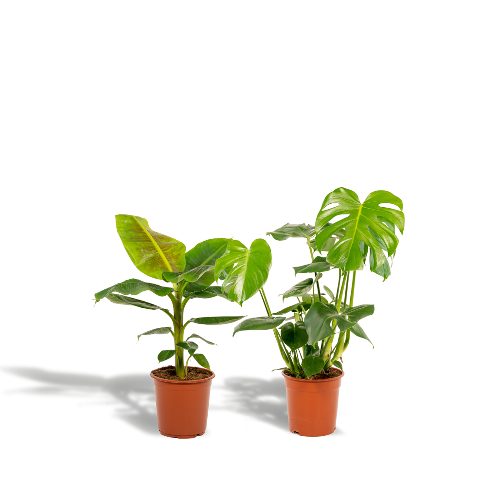 Twee groene kamerplanten: een Musa bananenplant en een Monstera deliciosa.