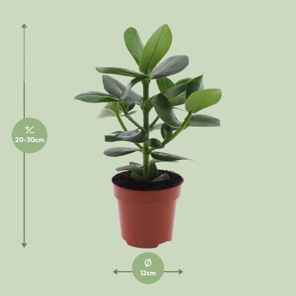 Clusia Rosea Princess ↨60cm-ø17cm - Afbeelding 2