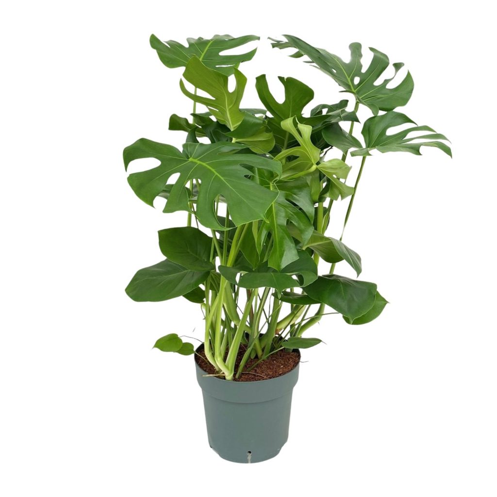Diep groene Monstera deliciosa met karakteristieke geperforeerde bladeren in pot.