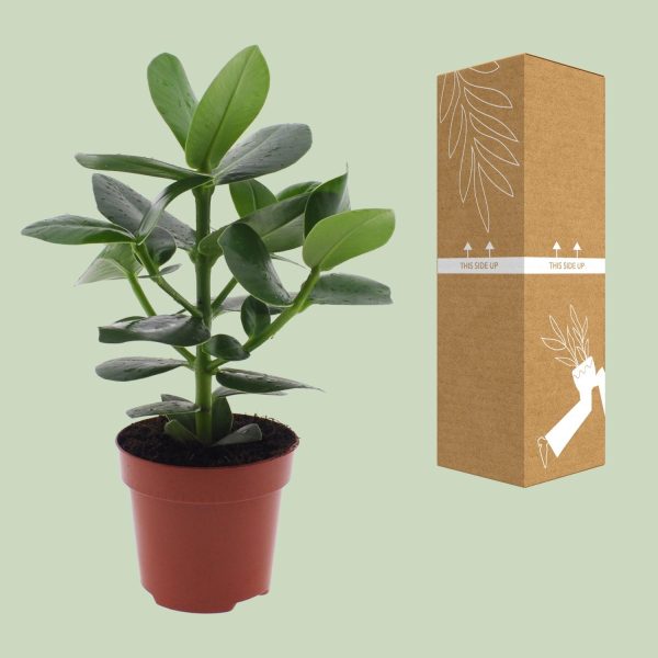 Clusia Rosea Princess ↨60cm-ø17cm - Afbeelding 3