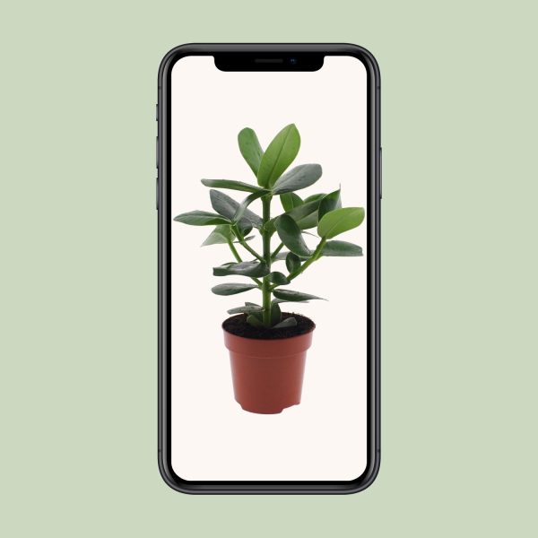 Clusia Rosea Princess ↨60cm-ø17cm - Afbeelding 4