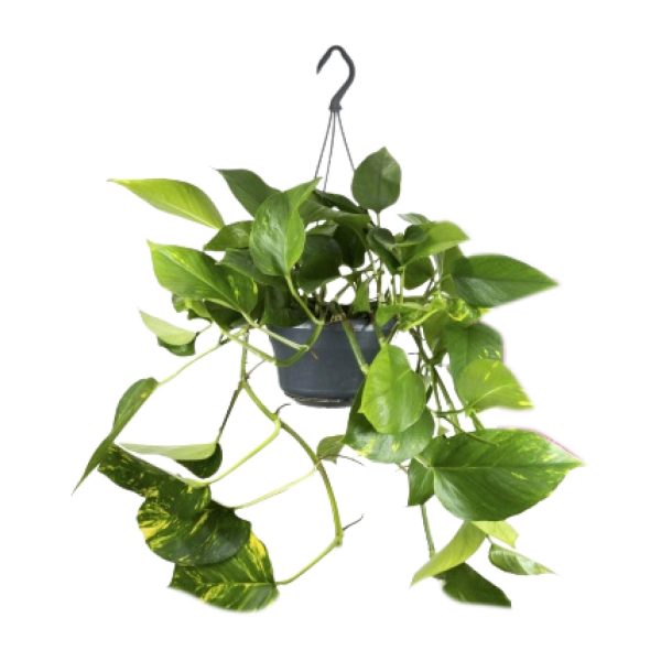 Epipremnum Pinnatum ↨25cm-ø⌀