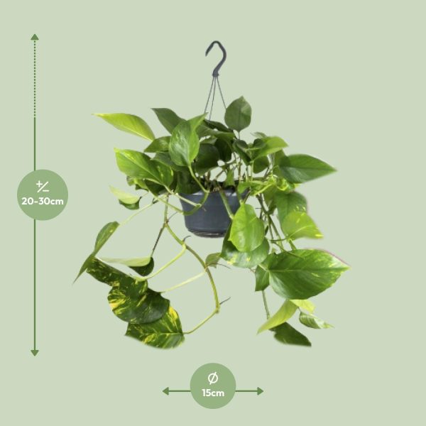Epipremnum Pinnatum ↨25cm-ø⌀ - Afbeelding 2
