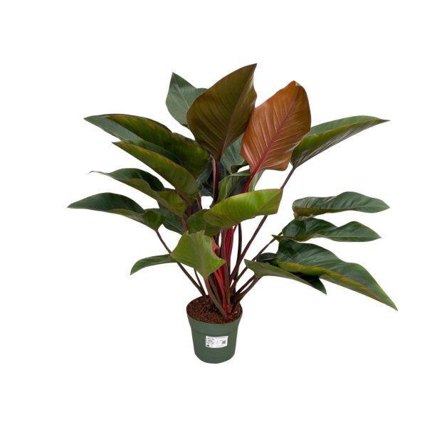 Philodendron Red Beauty ↨100cm-ø27cm