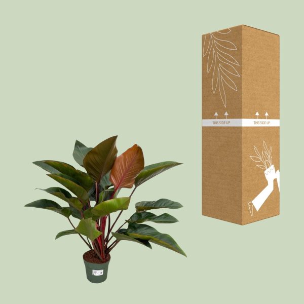 Philodendron Red Beauty ↨100cm-ø27cm - Afbeelding 3