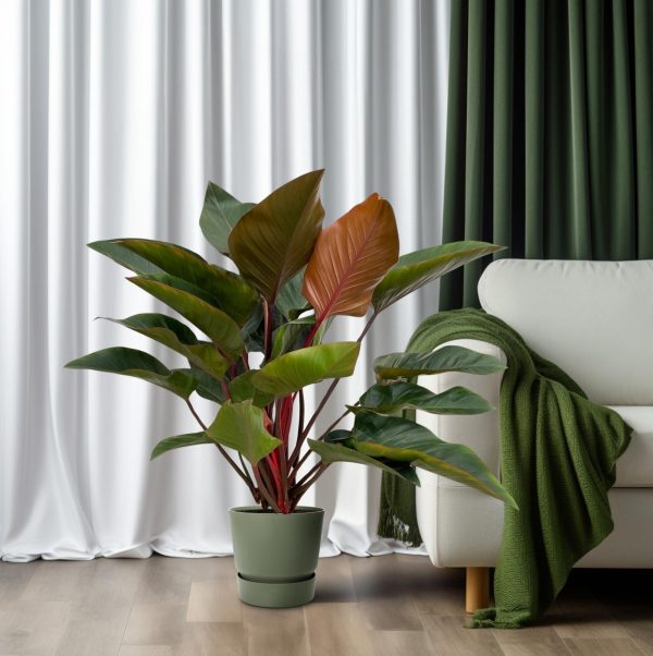 Philodendron Red Beauty ↨100cm-ø27cm - Afbeelding 6