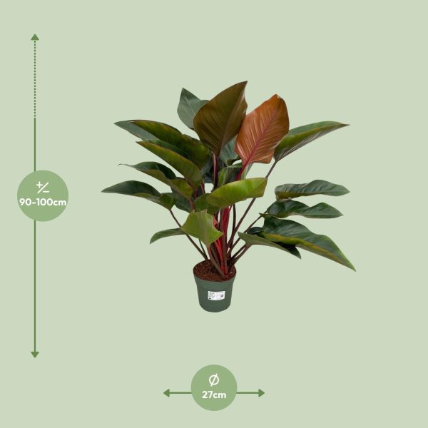 Philodendron Red Beauty ↨100cm-ø27cm - Afbeelding 7