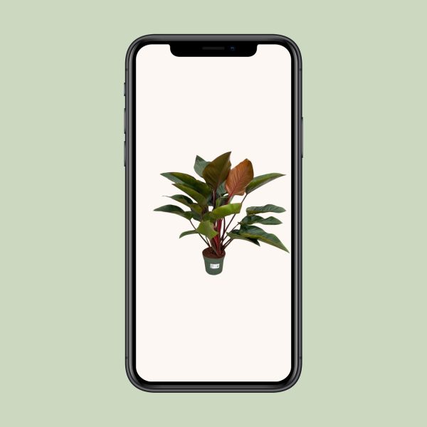 Philodendron Red Beauty ↨100cm-ø27cm - Afbeelding 9