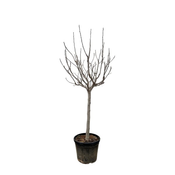 Ficus Carica ↨250cm-ø45cm