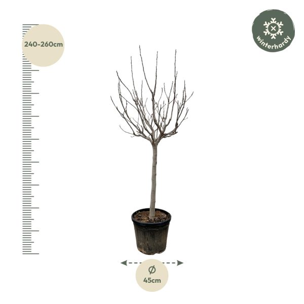 Ficus Carica ↨250cm-ø45cm - Afbeelding 2