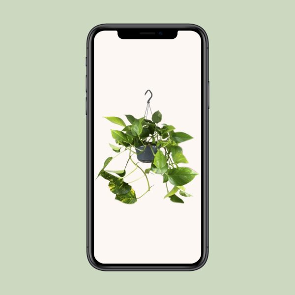 Epipremnum Pinnatum ↨25cm-ø⌀ - Afbeelding 4