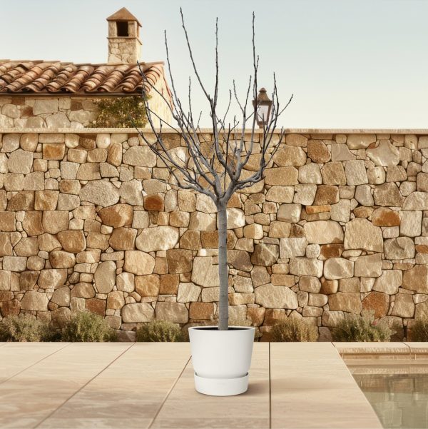 Ficus Carica ↨250cm-ø45cm - Afbeelding 4