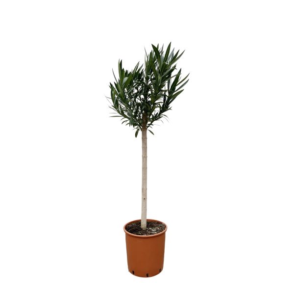 Rode Nerium oleander op stam ↨170cm-ø30cm
