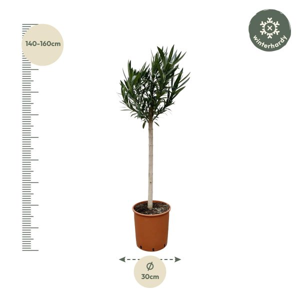 Rode Nerium oleander op stam ↨170cm-ø30cm - Afbeelding 2