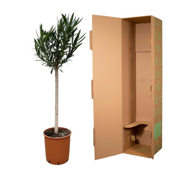 Rode Nerium oleander op stam ↨170cm-ø30cm - Afbeelding 3