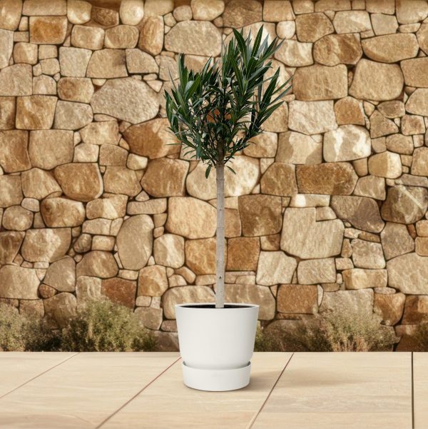 Rode Nerium oleander op stam ↨170cm-ø30cm - Afbeelding 4