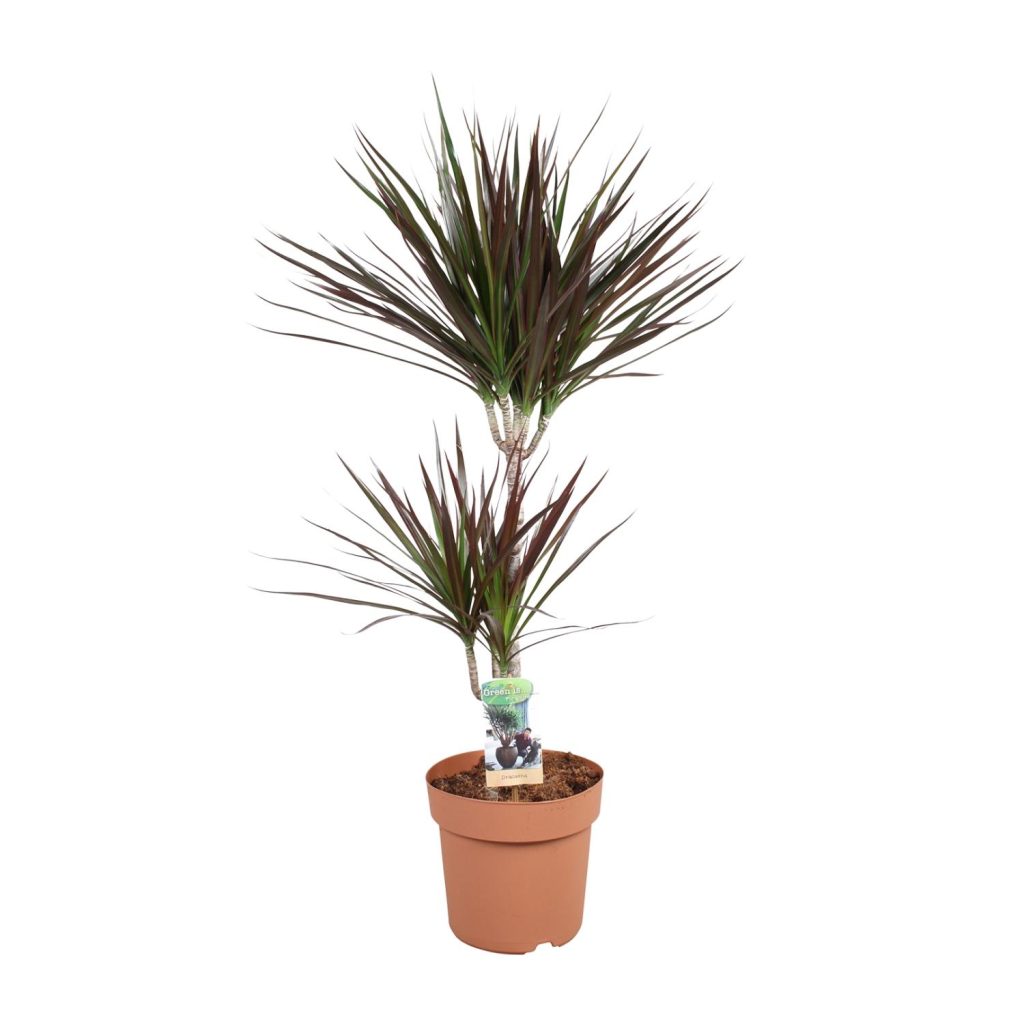 Dracaena marginata kamerplant met smalle roodgerande groene bladeren