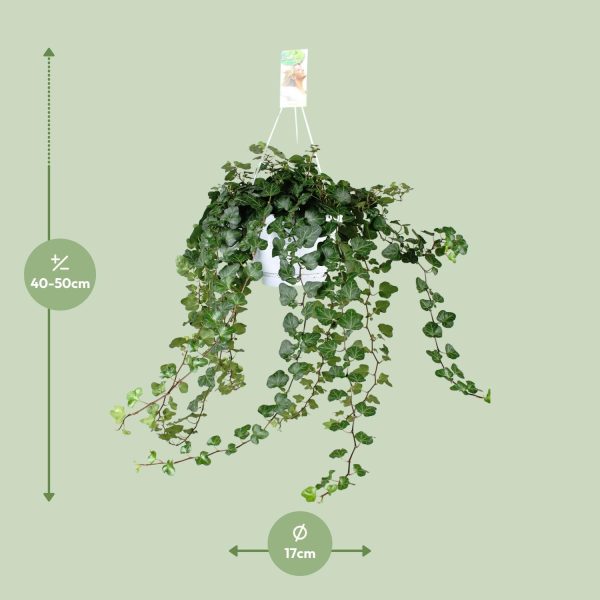 Hedera Helix Wonder ↨70cm-ø17cm - Afbeelding 2