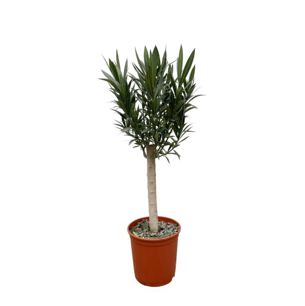 Prachtige Cordyline australis kamerplant met slanke groene bladeren in pot