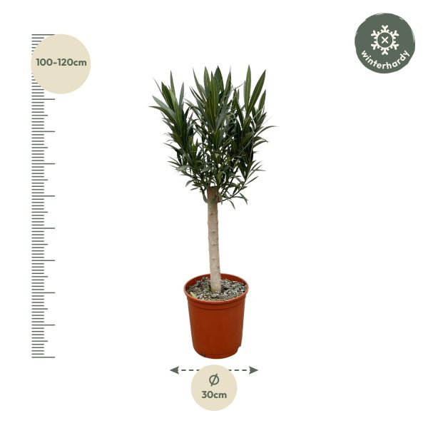 Winterharde Cordyline australis op stam, 100-120 cm hoog