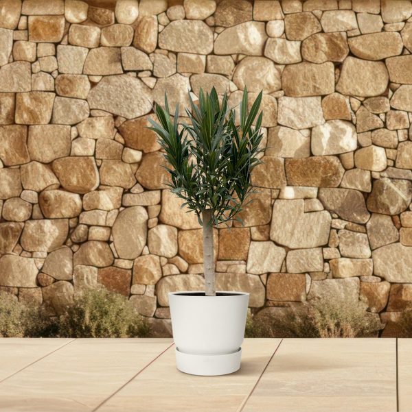 Witte pot met compacte Nerium oleander op stam, levendig groen blad