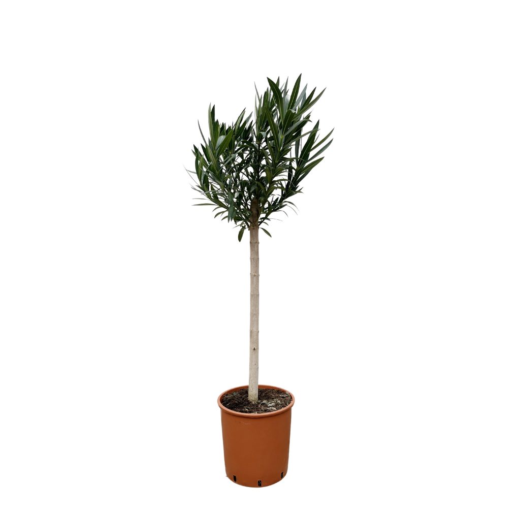 Potted Podocarpus macrophyllus met smalle, glanzende donkergroene bladeren