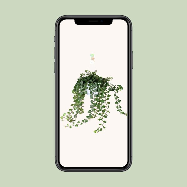 Hedera Helix Wonder ↨70cm-ø17cm - Afbeelding 4
