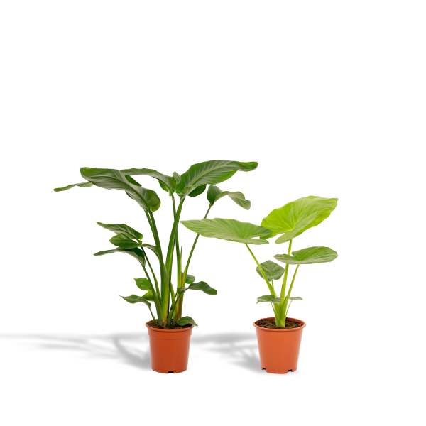 Twee potplanten: Strelitzia reginae en Colocasia olifantsoor met diepgroen blad