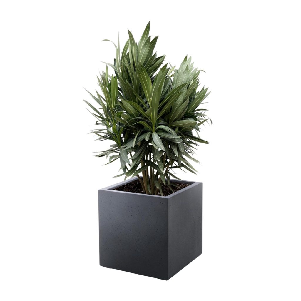 Groene Nerium oleander in moderne grijze kubus pot
