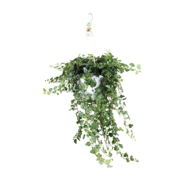 Hedera Helix Wonder ↨70cm-ø24cm