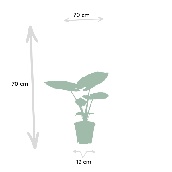 Pilea peperomioides met ronde muntbladeren aan slanke stelen in een pot