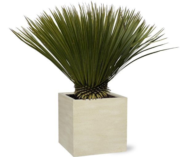 Elegante Yucca rostrata in moderne vierkante pot