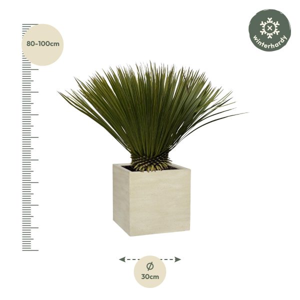 Olifantspoot (Beaucarnea recurvata) in vierkante pot, 80-100cm hoog