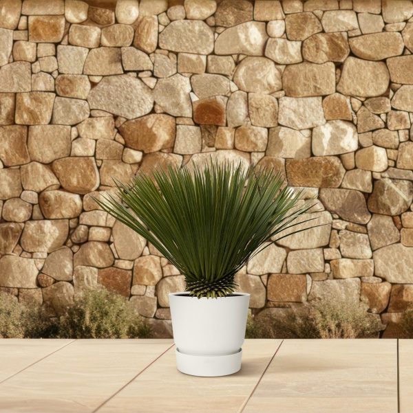 Yucca rostrata in witte pot met fraaie, lange smalle groene bladeren